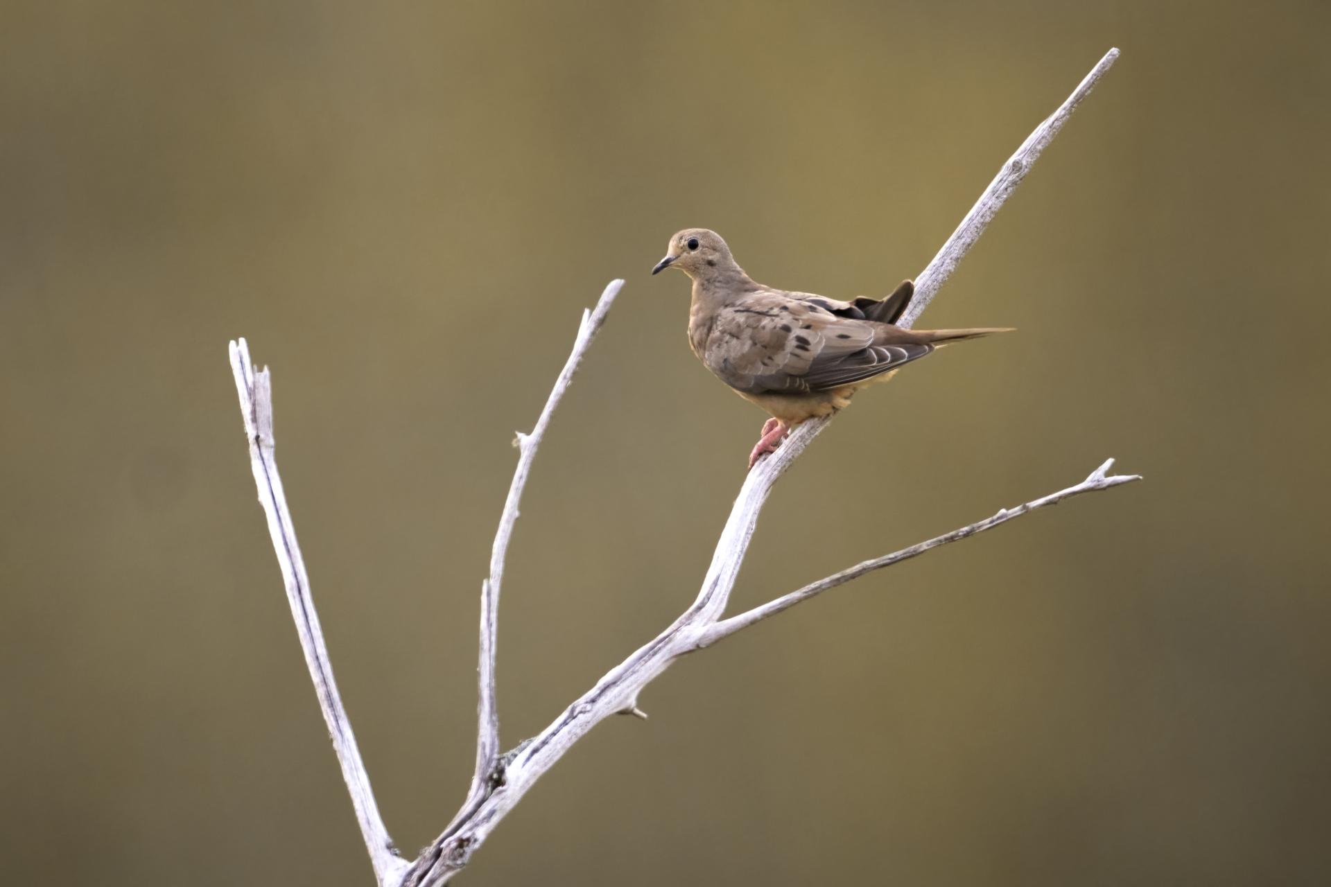 tourterelle-triste-mourning dove